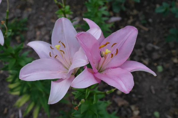 Beautiful Pink Flower Garden — Stock Photo, Image
