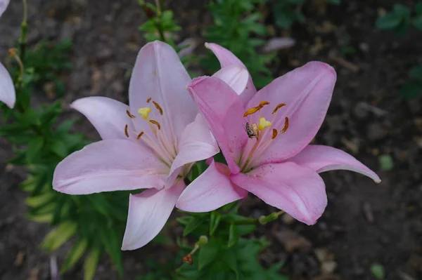 Belle Fleur Rose Dans Jardin — Photo