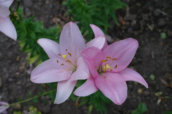 Belles Fleurs Poussant Dans Jardin Flore — Photo