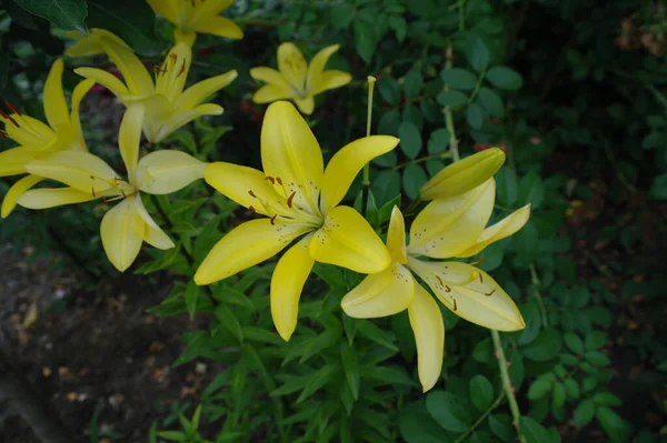 Schöne Gelbe Blume Garten — Stockfoto