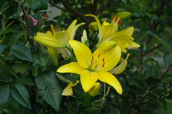 Beautiful Yellow Flower Garden — Stock Photo, Image