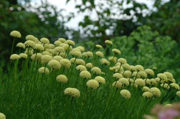 Schöne Botanische Aufnahme Natürliche Tapete — Stockfoto