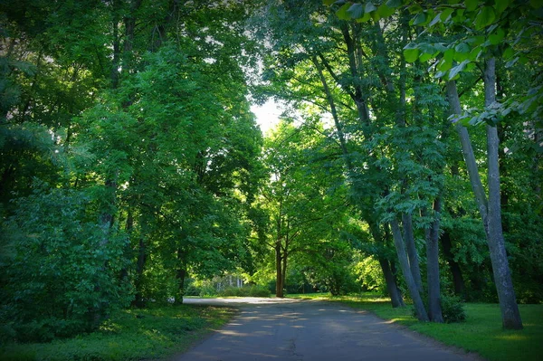 Straße Sommerpark — Stockfoto