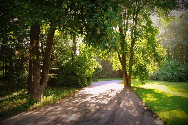 暑期公园内的道路 — 图库照片