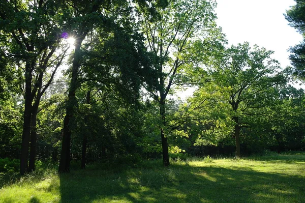 Grüne Bäume Wald — Stockfoto