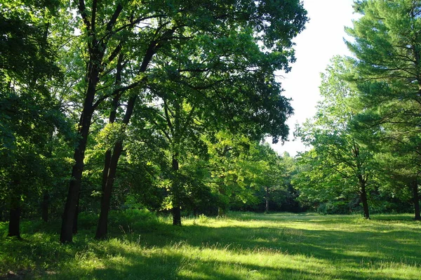 公園内の緑の木 — ストック写真
