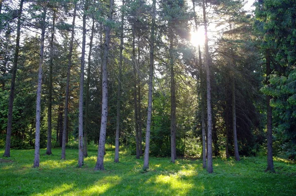 Hermoso Bosque Por Mañana — Foto de Stock