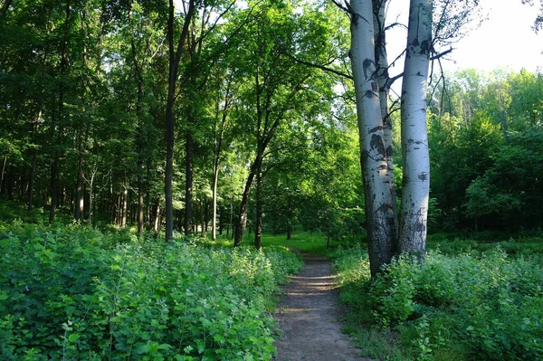 Beautiful Landscape Path Summer Forest — Foto de Stock