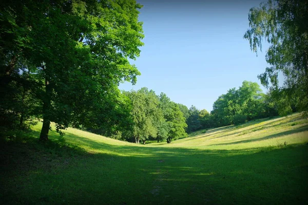 Parktaki yeşil ağaçlar