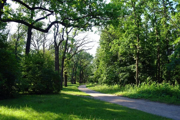 Schöne Landschaft Mit Einem Pfad Park — Stockfoto