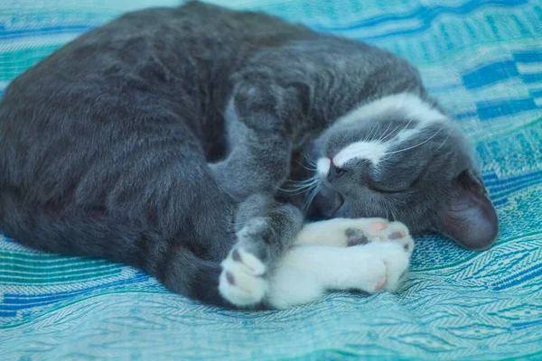 Ładny Kot Śpi Łóżku — Zdjęcie stockowe