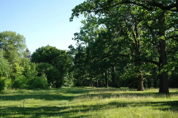 Parktaki yeşil ağaçlar