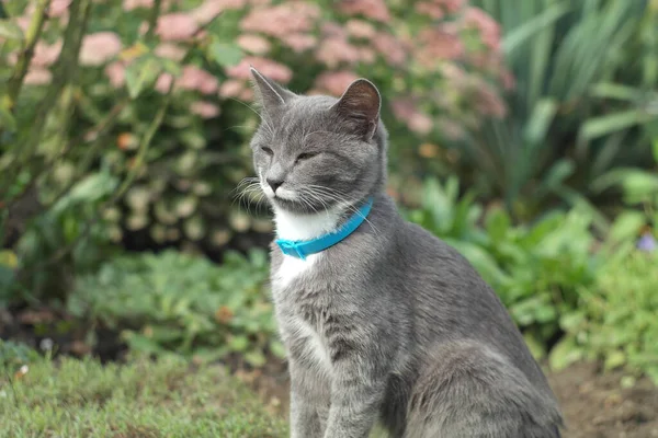 Retrato Gato Bonito Livre — Fotografia de Stock