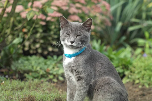 Retrato Gato Bonito Livre — Fotografia de Stock
