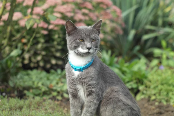 Retrato Gato Bonito Livre — Fotografia de Stock