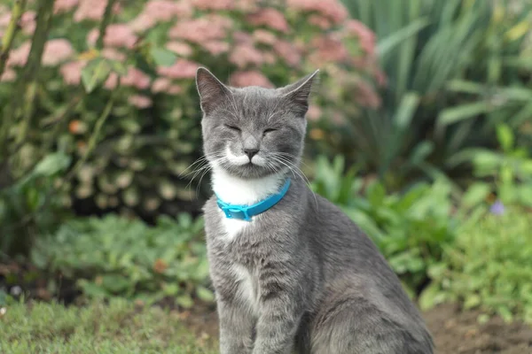 一只可爱的猫在户外的肖像 — 图库照片