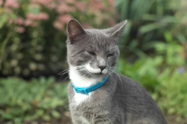 Słodkie Szary Kot Lato Park — Zdjęcie stockowe