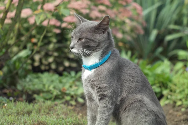 夏天公园里可爱的灰猫 — 图库照片