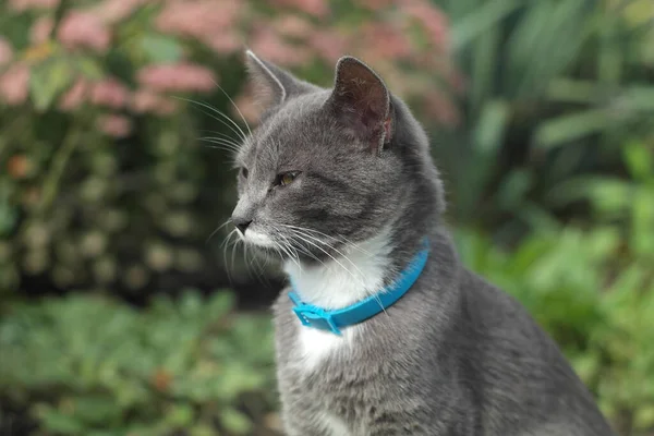 Gato Cinza Bonito Parque Verão — Fotografia de Stock