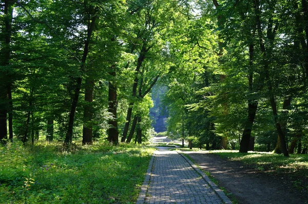 Piękny Krajobraz Ścieżką Lesie — Zdjęcie stockowe