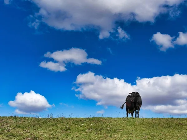 Eine Herde Kühe Die Himmel Grast — Stockfoto
