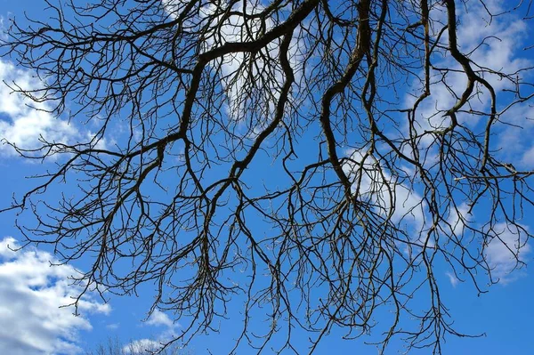Branches Arbres Dans Ciel — Photo