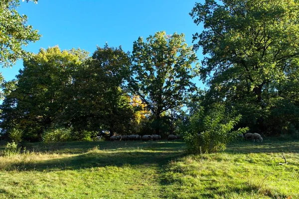 Belle Vue Sur Parc Printemps Par Une Journée Ensoleillée — Photo