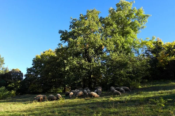 Güzel Bir Açık Hava Sahnesi — Stok fotoğraf