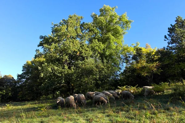 Troupeau Moutons Pâturant Campagne — Photo