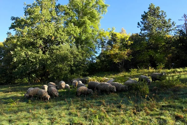Troupeau Moutons Pâturant Campagne — Photo