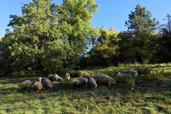 Herd Sheep Grazing Countryside — 스톡 사진