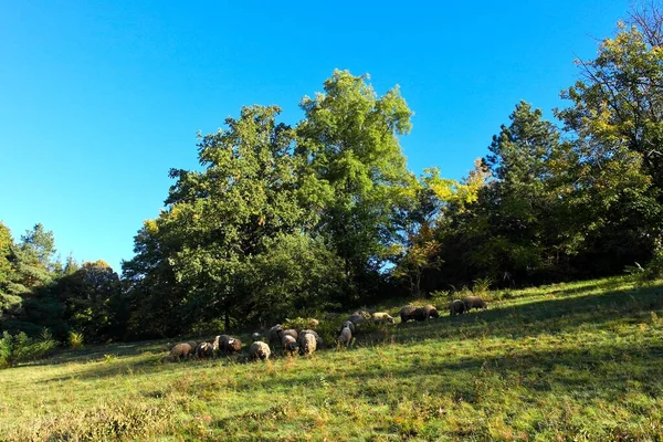 Kırsalda Otlayan Koyun Sürüsü — Stok fotoğraf