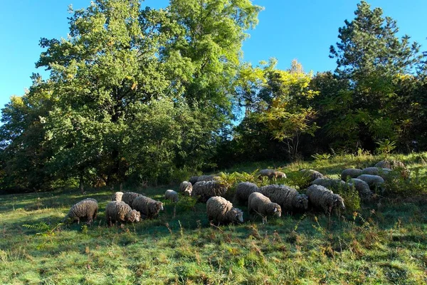 Herd Sheep Grazing Countryside — 스톡 사진