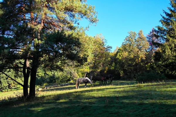 Een Prachtig Shot Van Outdoor Scene — Stockfoto