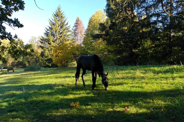 Beau Pâturage Chevaux Dans Prairie — Photo