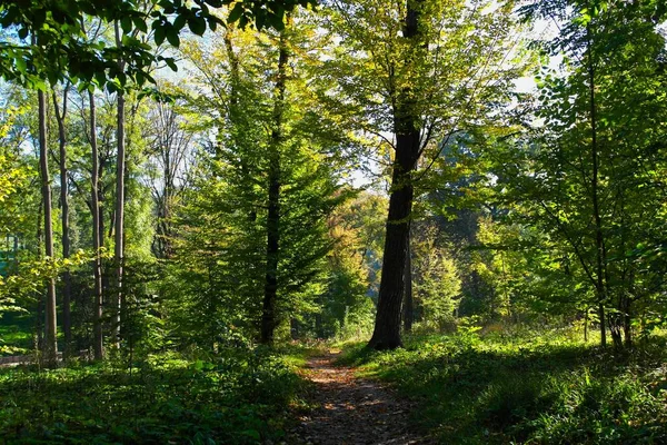 Μονοπάτι Στο Καλοκαιρινό Δάσος Την Ηλιόλουστη Μέρα — Φωτογραφία Αρχείου