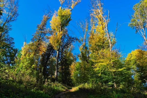 Caminho Floresta Outono Dia Ensolarado — Fotografia de Stock