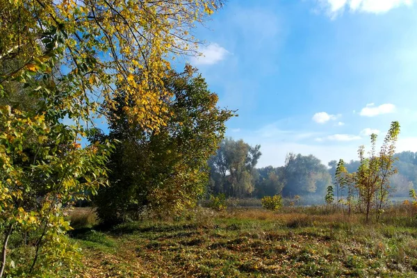 Otoño Bosque Paisaje Con Hermosos Árboles —  Fotos de Stock