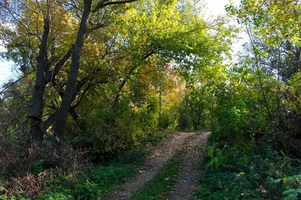 Hermosa Vista Del Bosque — Foto de Stock