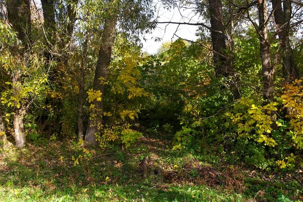 Otoño Bosque Paisaje Con Hermosos Árboles —  Fotos de Stock