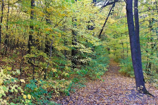 美丽的秋天森林景观 — 图库照片