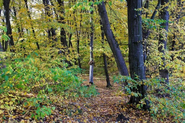 Hermoso Paisaje Bosque Otoño —  Fotos de Stock