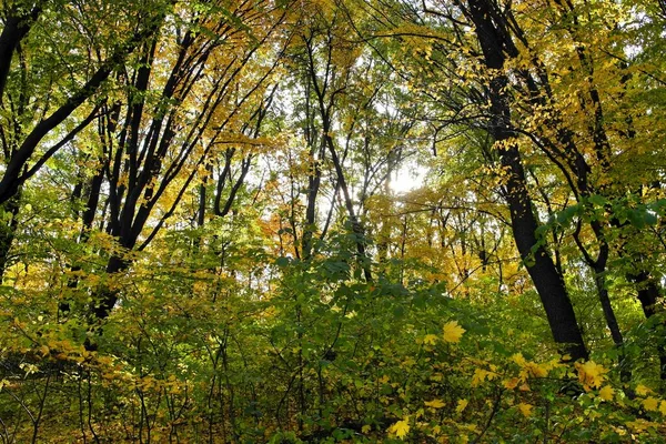 Ormanda sonbahar yaprakları