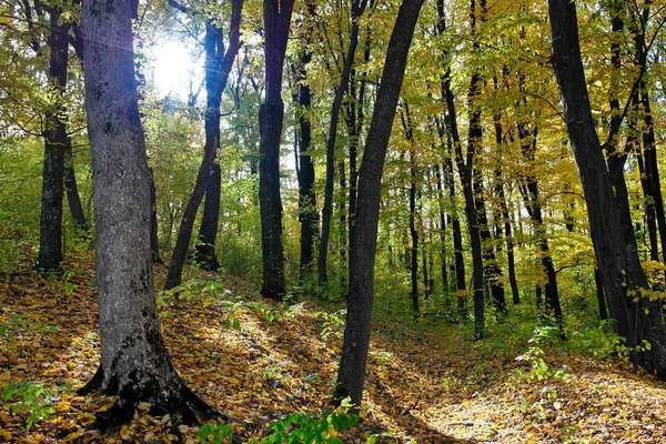 Güz ormanı manzarası ve güzel ağaçları var. 