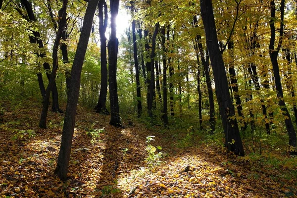 Güz ormanı manzarası ve güzel ağaçları var. 