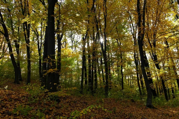 Güz ormanı manzarası ve güzel ağaçları var. 