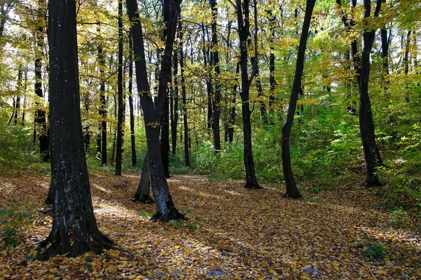 Sonbahar ormanlarının güzel manzarası 
