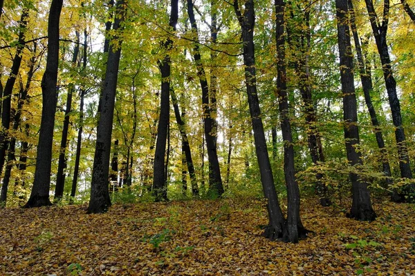 Sonbahar ormanlarının güzel manzarası 