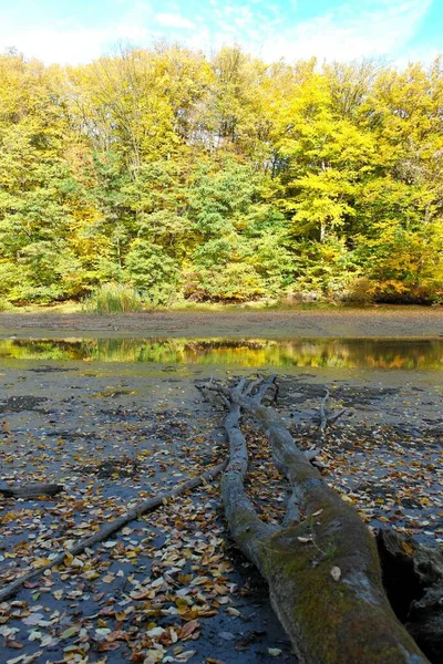 美丽的秋天风景 有树木和河流 — 图库照片