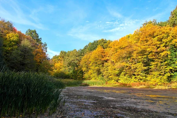 Beautiful Autumn Landscape Bright Trees — Fotografia de Stock